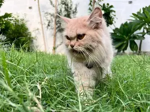 Persian Female Cat, 2 Years Old, Breeding Quality