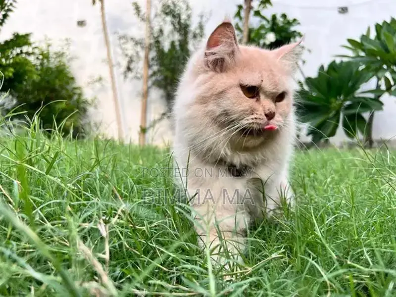 Persian Female Cat, 2 Years Old, Breeding Quality