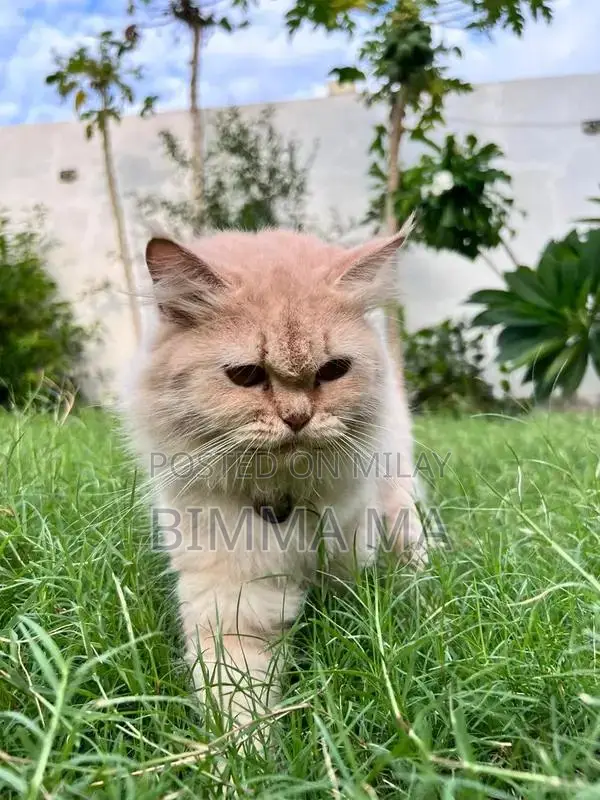 Persian Female Cat, 2 Years Old, Breeding Quality