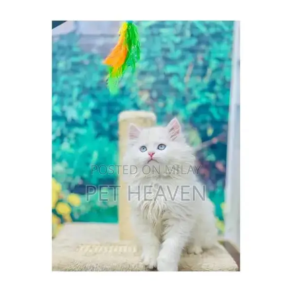 Purebred Persian Kitten: Punch Face, Litter Trained, Multiple Colors A