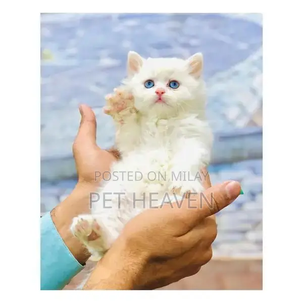Purebred Persian Kitten: Punch Face, Litter Trained, Multiple Colors A
