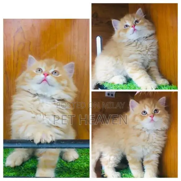 Purebred Persian Kitten: Punch Face, Litter Trained, Multiple Colors A