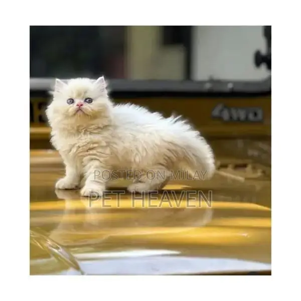 Purebred Persian Kitten: Punch Face, Litter Trained, Multiple Colors A