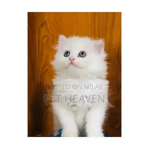 Purebred Persian Kitten: Punch Face, Litter Trained, Multiple Colors A