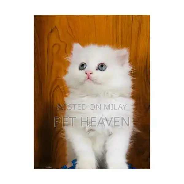 Purebred Persian Kitten: Punch Face, Litter Trained, Multiple Colors A