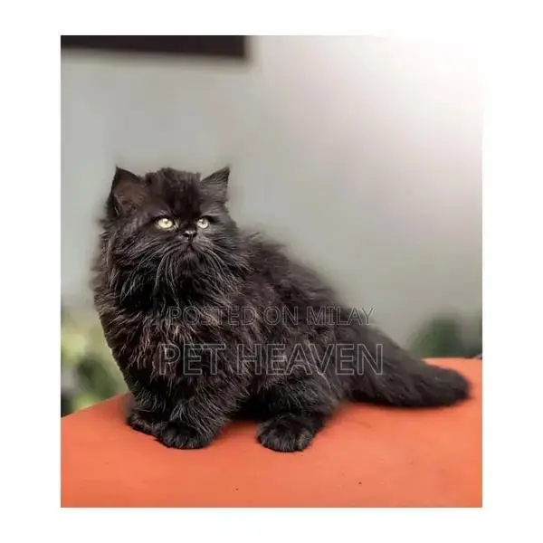Purebred Persian Kitten: Punch Face, Litter Trained, Multiple Colors A