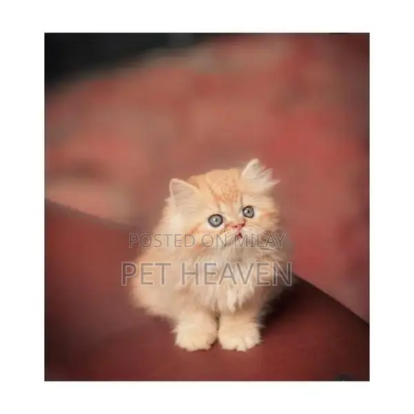 Purebred Persian Kitten: Punch Face, Litter Trained, Multiple Colors A