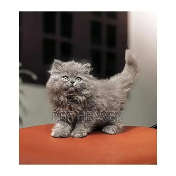 Purebred Persian Kitten: Punch Face, Litter Trained, Multiple Colors A