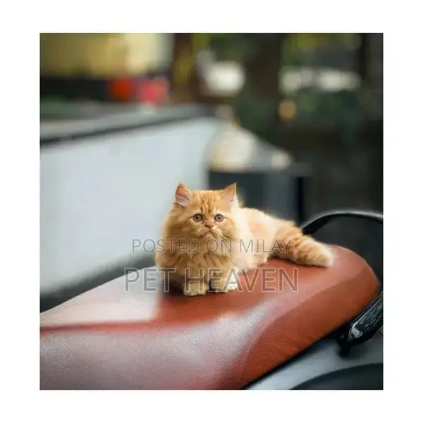 Purebred Persian Kitten: Punch Face, Litter Trained, Multiple Colors A