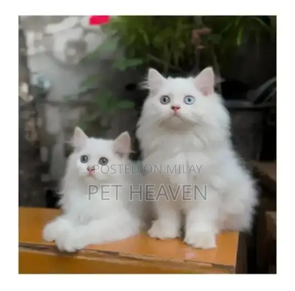 Purebred Persian Kitten: Punch Face, Litter Trained, Multiple Colors A