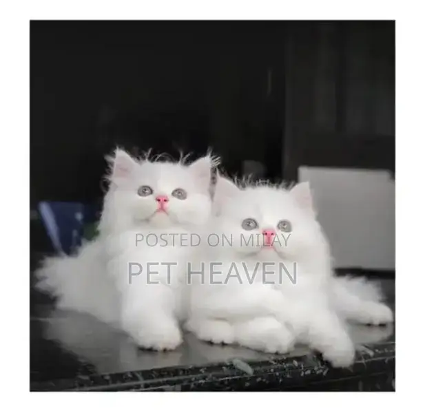 Purebred Persian Kitten: Punch Face, Litter Trained, Multiple Colors A