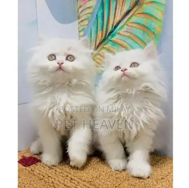 Purebred Persian Kitten: Punch Face, Litter Trained, Multiple Colors A
