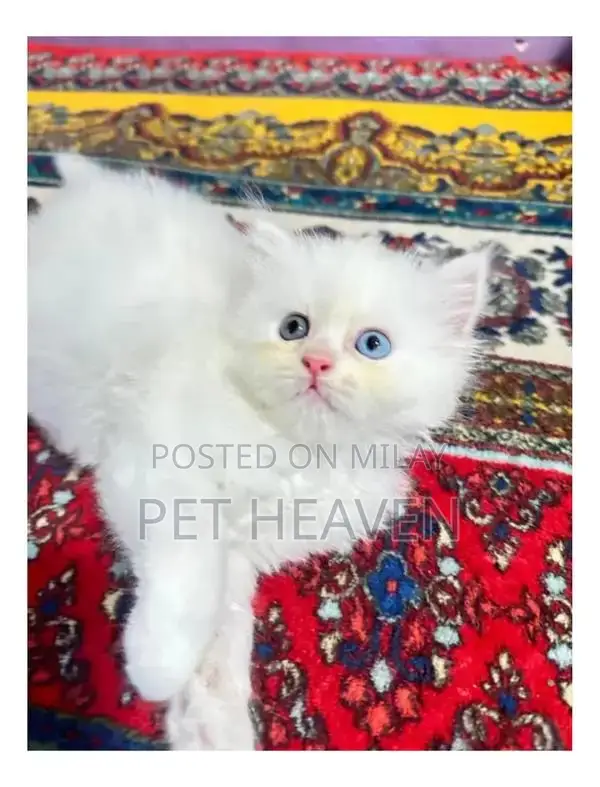 Purebred Persian Kitten: Punch Face, Litter Trained, Multiple Colors A