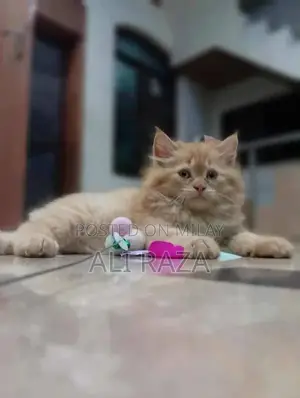 Photo - Persian Doll Face Cat with Stunning Yellow Eyes