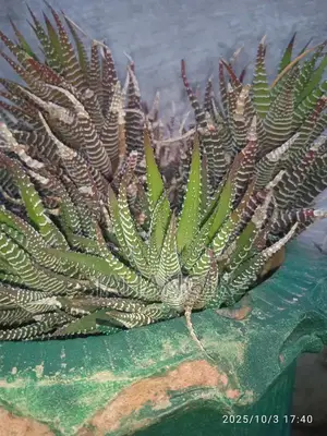 Photo - Mature Mini Cactus Plant in Classic Clay Pot | Low-Maintenance Indoor 