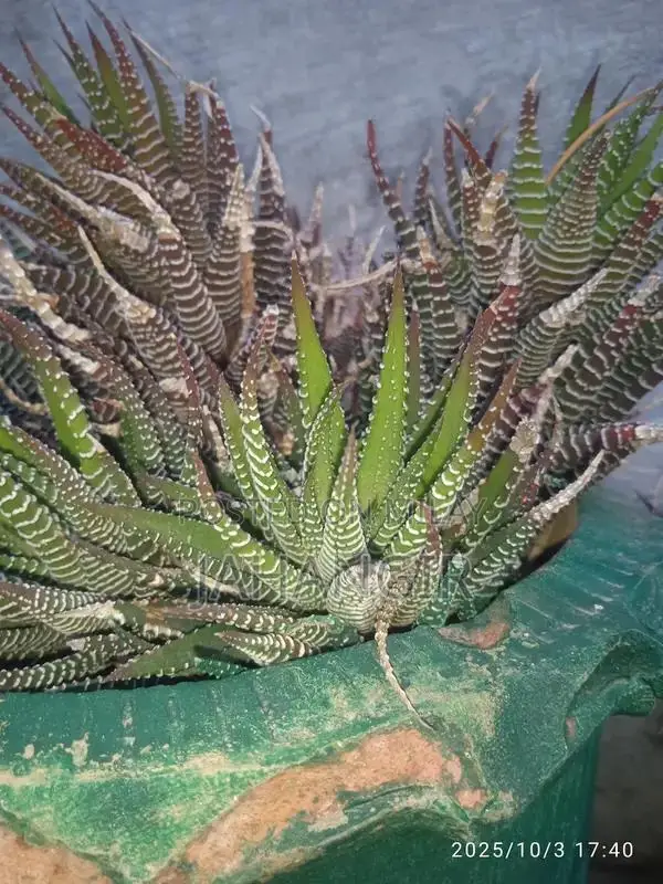 Mature Mini Cactus Plant in Classic Clay Pot | Low-Maintenance Indoor 