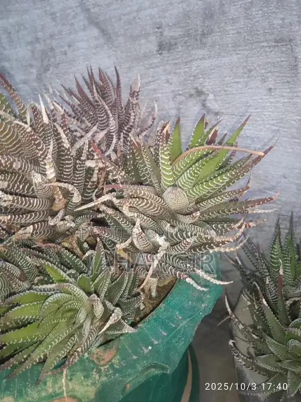 Mature Mini Cactus Plant in Classic Clay Pot | Low-Maintenance Indoor 