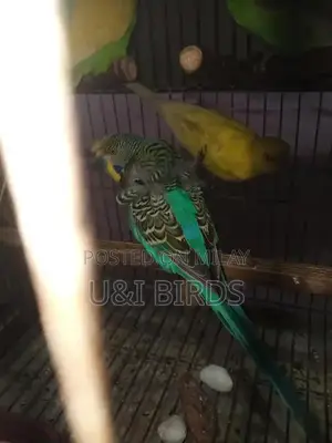 Photo - Hogoromo Lovebirds: Pair of Active Male Budgies with Yellow Red Eyes