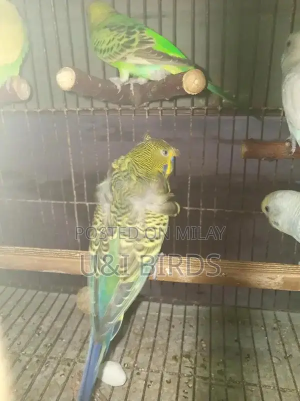 Hogoromo Lovebirds: Pair of Active Male Budgies with Yellow Red Eyes