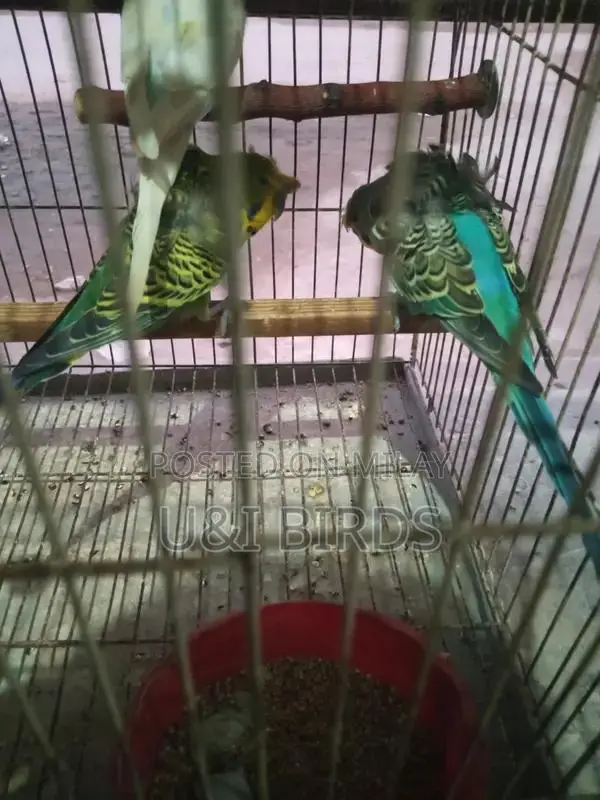 Hogoromo Lovebirds: Pair of Active Male Budgies with Yellow Red Eyes
