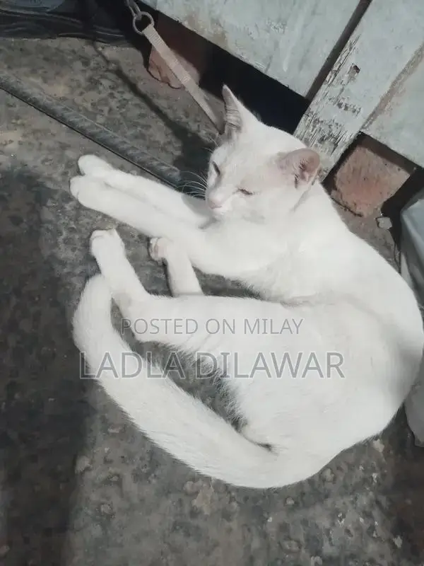 Pigeon Care and Breeding: Gentle Companion Birds