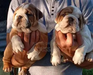 Photo - Champion Bloodline British Bulldog Puppy - Pedigree Certified