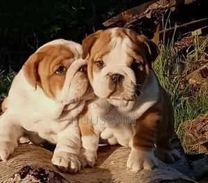 Champion Bloodline British Bulldog Puppy - Pedigree Certified