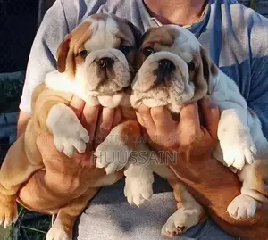 Champion Bloodline British Bulldog Puppy - Pedigree Certified