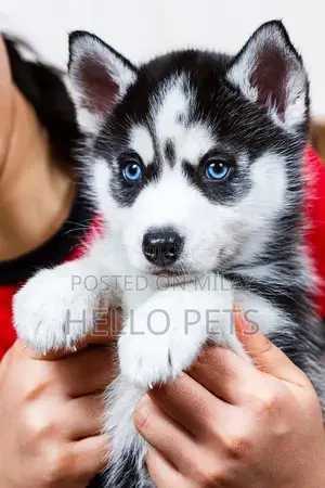 Photo - Siberian Husky Wooly Coat Puppies - Male and Female