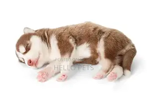 Siberian Husky Wooly Coat Puppies - Male and Female