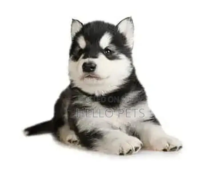 Siberian Husky Wooly Coat Puppies - Male and Female