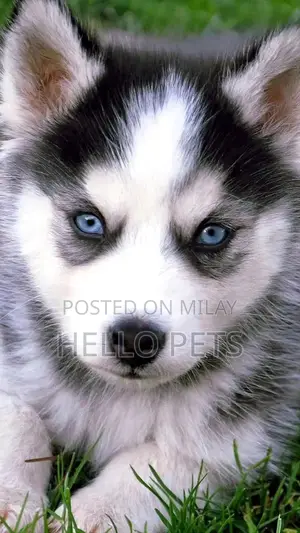 Siberian Husky Wooly Coat Puppies - Male and Female