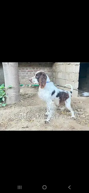 Photo - Friendly English Springer Spaniel Seeking Labrador Exchange