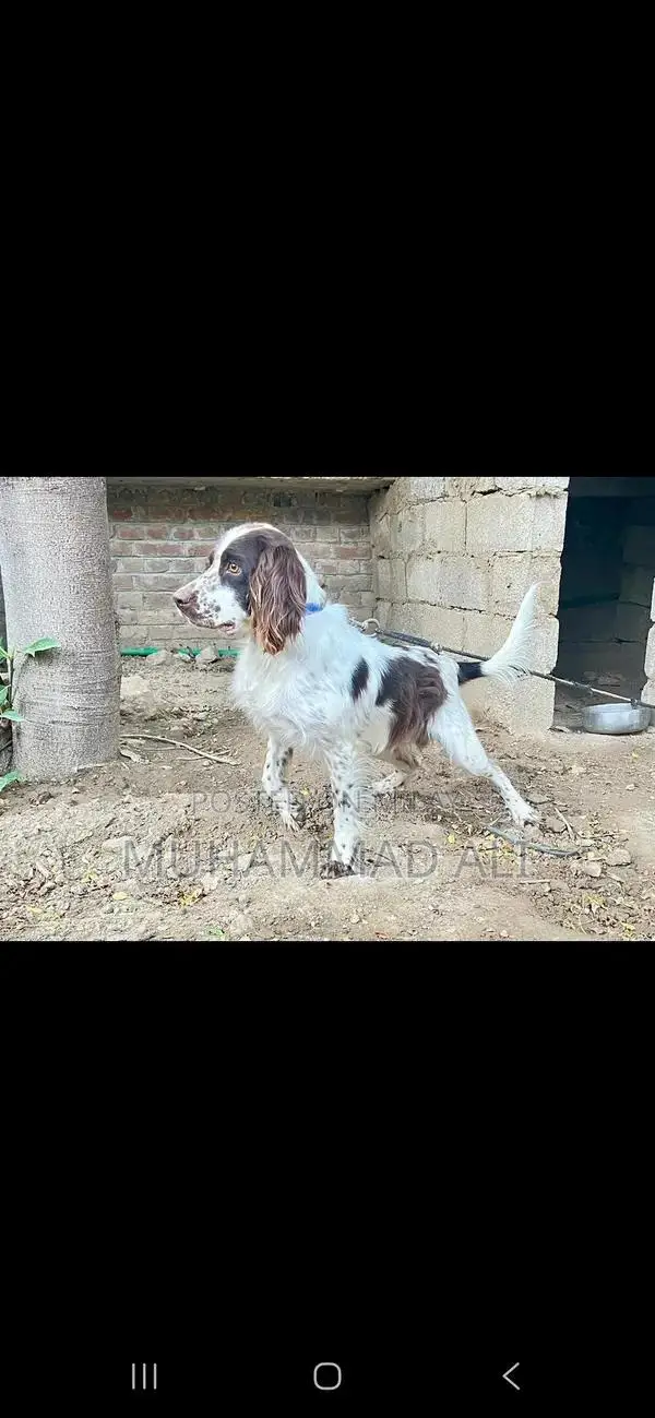 Friendly English Springer Spaniel Seeking Labrador Exchange