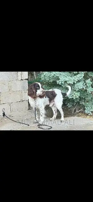 Friendly English Springer Spaniel Seeking Labrador Exchange