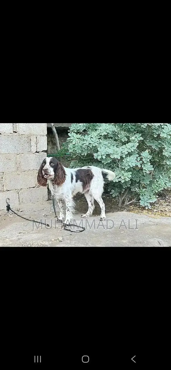 Friendly English Springer Spaniel Seeking Labrador Exchange