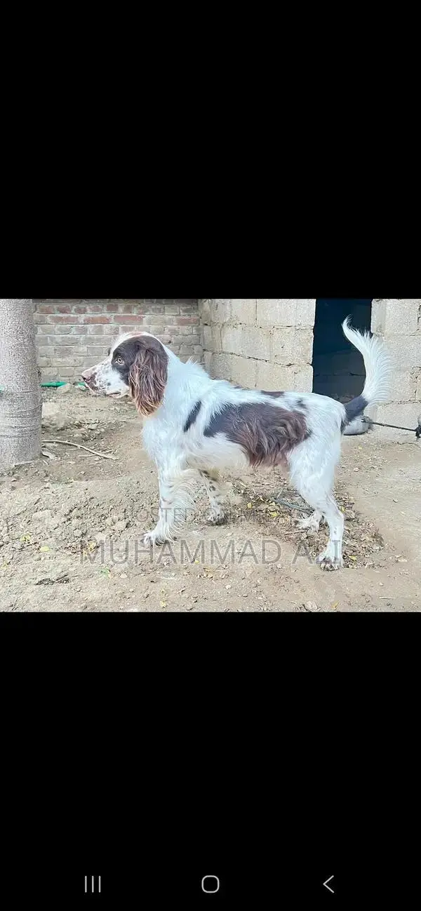 Friendly English Springer Spaniel Seeking Labrador Exchange