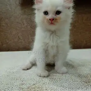 Photo - Purebred Blue-Eyed Persian Kitten - One-Month-Old Male, Healthy and Ac
