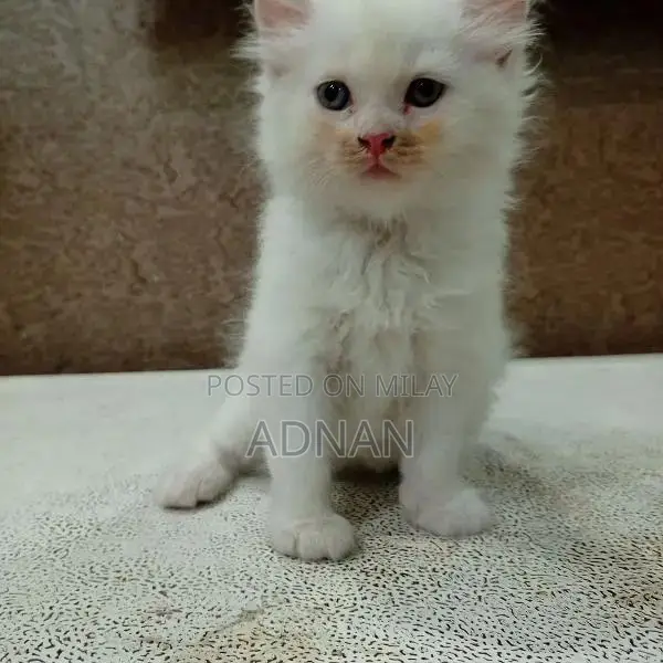 Purebred Blue-Eyed Persian Kitten - One-Month-Old Male, Healthy and Ac