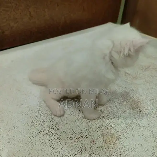 Purebred Blue-Eyed Persian Kitten - One-Month-Old Male, Healthy and Ac