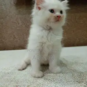Purebred Blue-Eyed Persian Kitten - One-Month-Old Male, Healthy and Ac