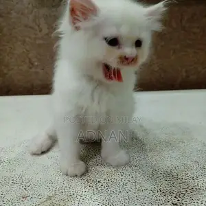 Purebred Blue-Eyed Persian Kitten - One-Month-Old Male, Healthy and Ac
