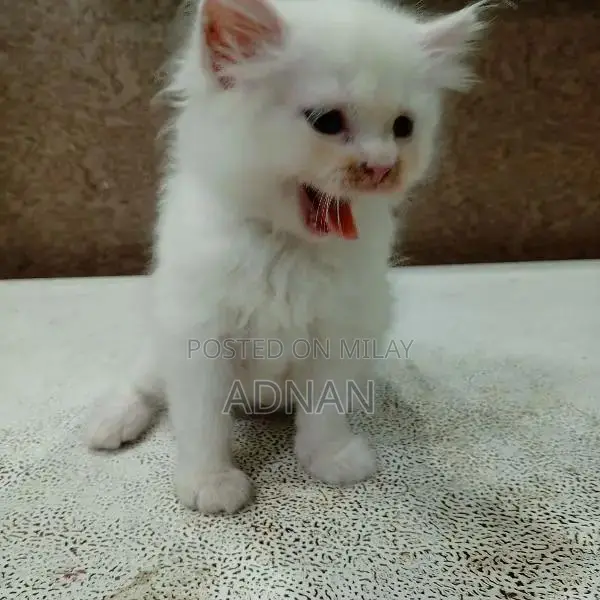 Purebred Blue-Eyed Persian Kitten - One-Month-Old Male, Healthy and Ac