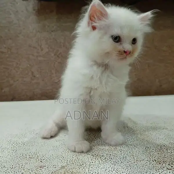 Purebred Blue-Eyed Persian Kitten - One-Month-Old Male, Healthy and Ac