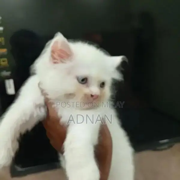 Purebred Blue-Eyed Persian Kitten - One-Month-Old Male, Healthy and Ac
