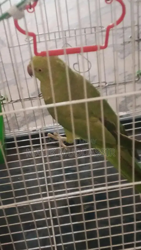 Young Female Katha Parrot - 7 Months Old