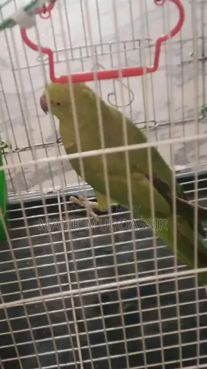 Young Female Katha Parrot - 7 Months Old