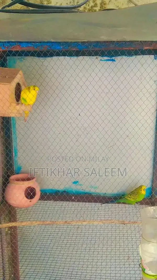Budgie Breeding Pairs - 3 Pairs + 1 Male Bird Bundle