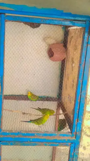 Budgie Breeding Pairs - 3 Pairs + 1 Male Bird Bundle