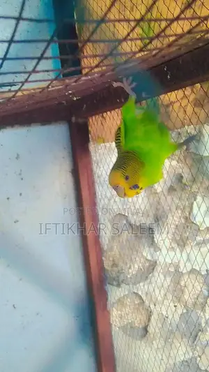 Budgie Breeding Pairs - 3 Pairs + 1 Male Bird Bundle